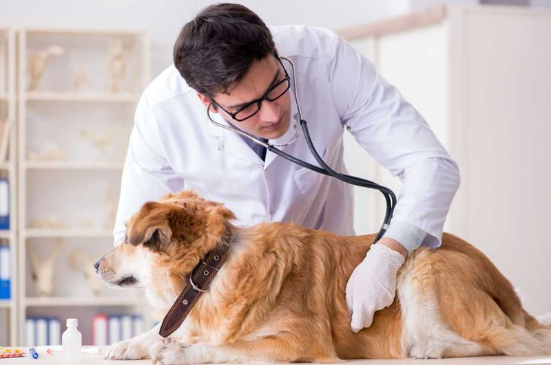 Visit the Vet for a Checkup