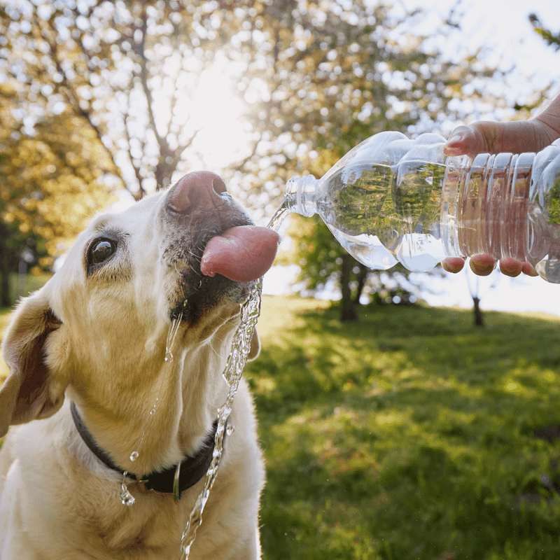 Hydration Stations Everywhere