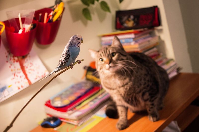 Understanding Natural Instincts