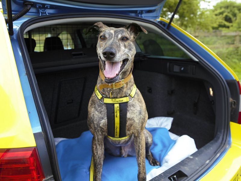 Training for Car Rides