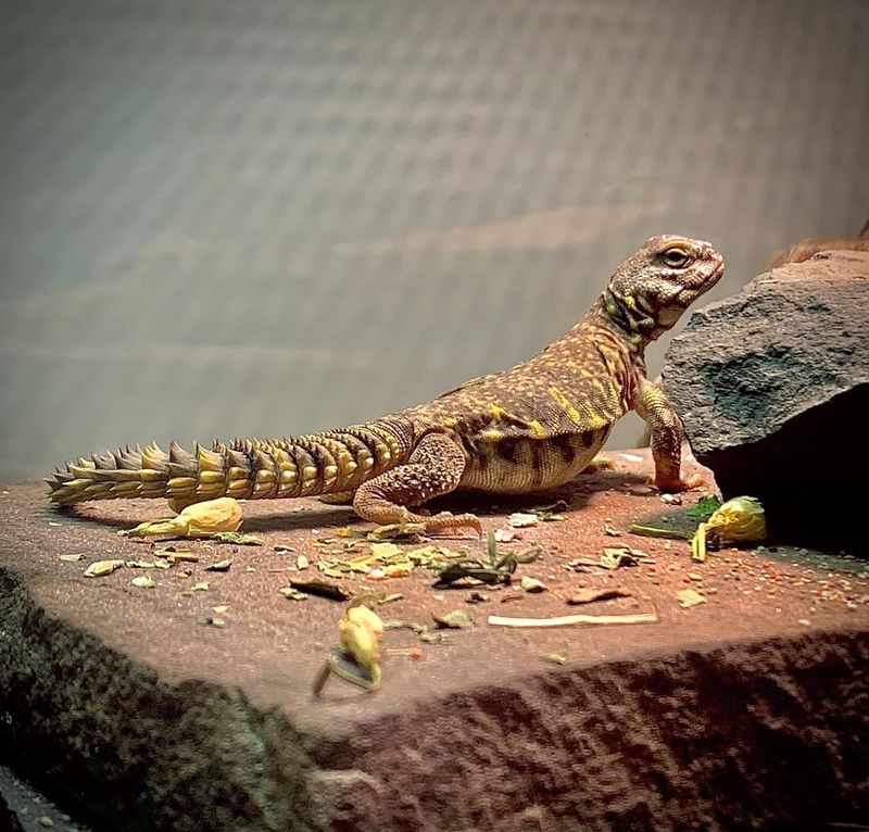 Uromastyx