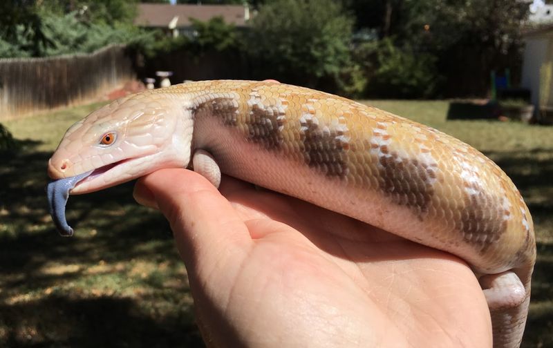 Blue Tongue Skink