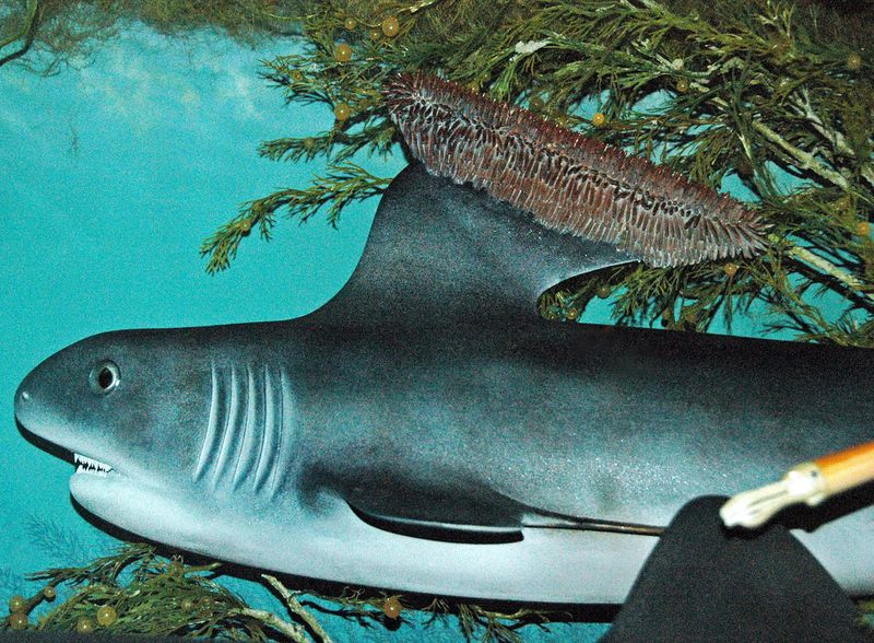 Stethacanthus