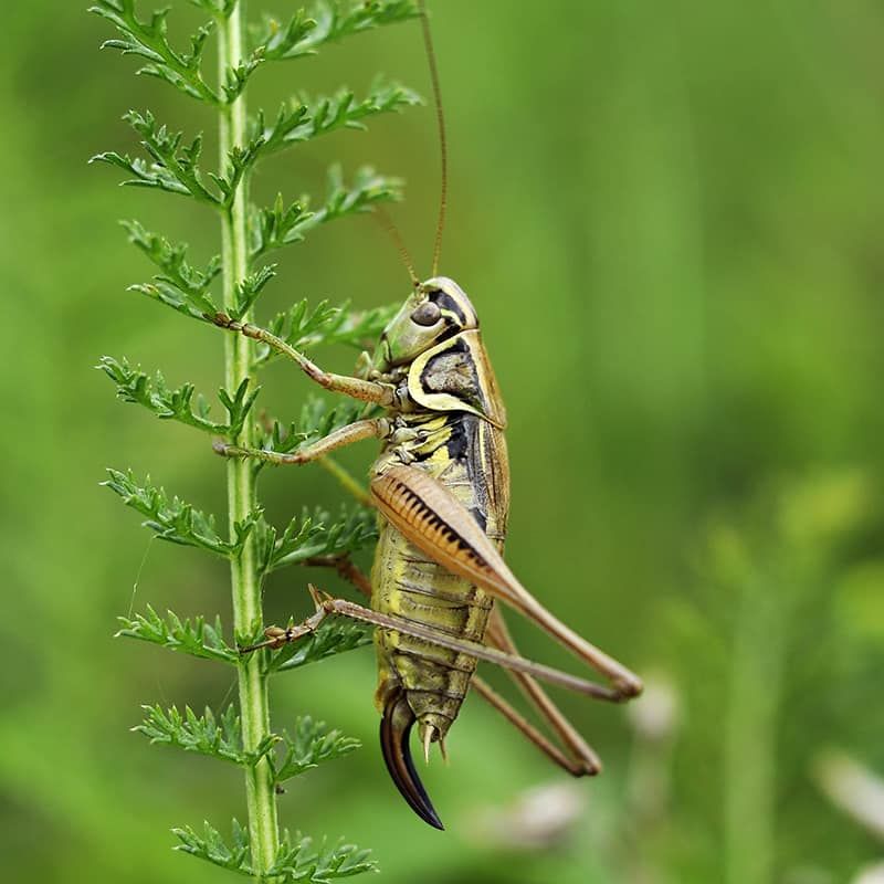 Crickets