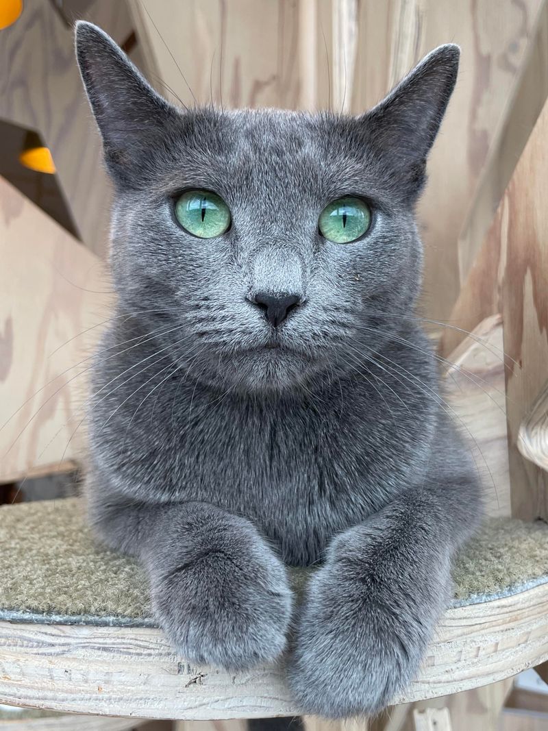 Jade Eyed Japanese Bobtail