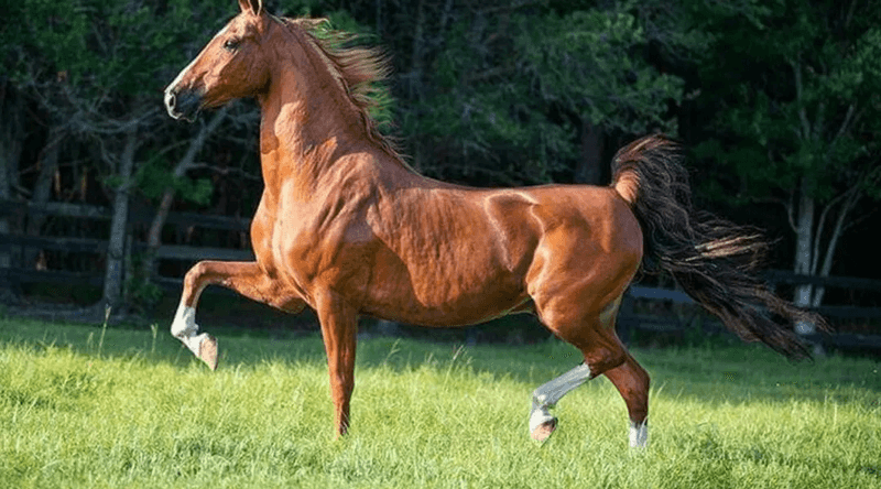 Saddlebred