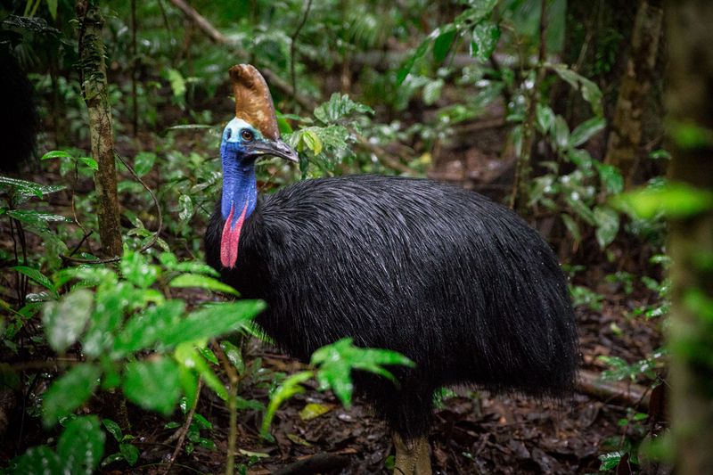 Cassowary