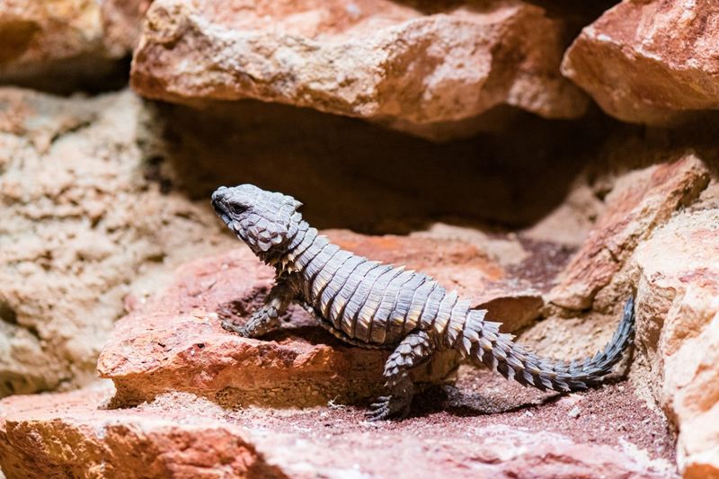 Armadillo Lizard