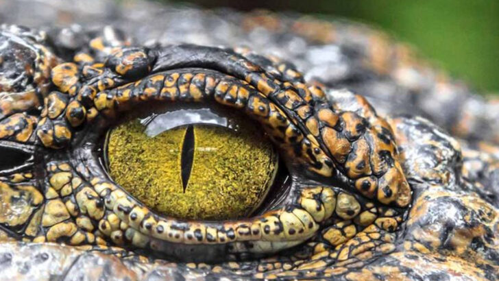 Crocodile Tears: The Strange Truth Behind the World’s Fakest Cry