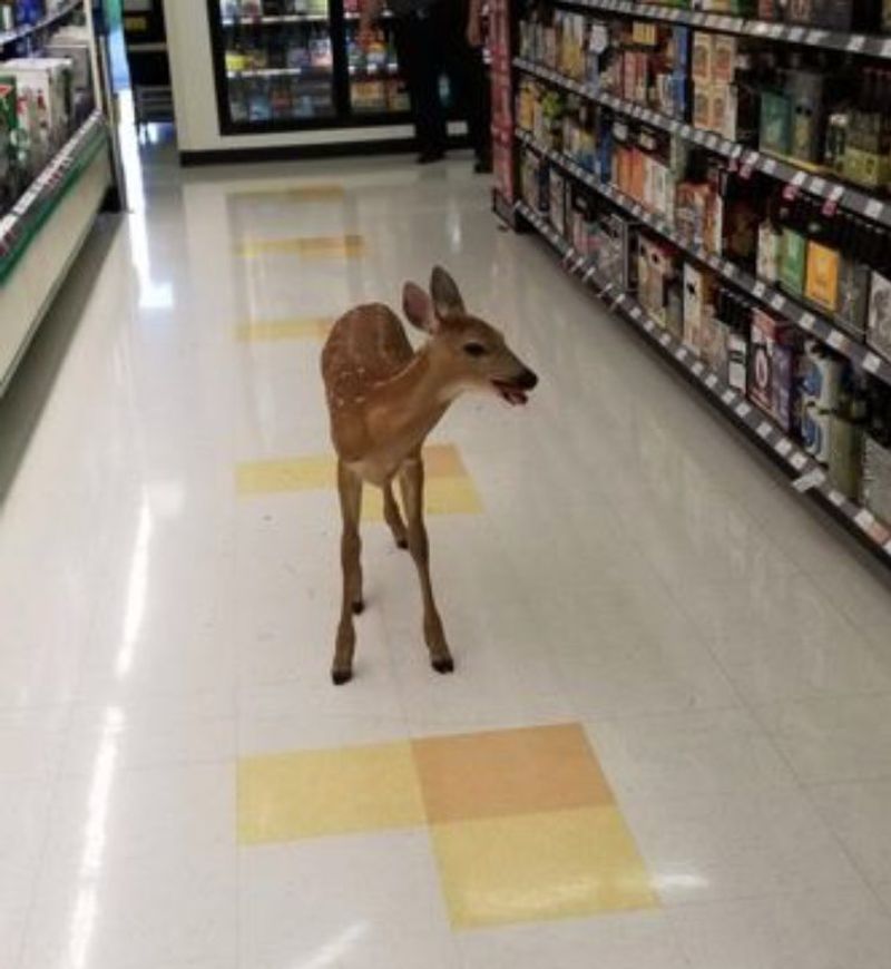 Deer in a Grocery Store