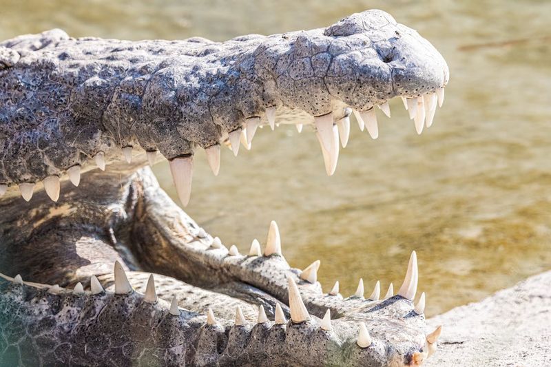 Crocodile