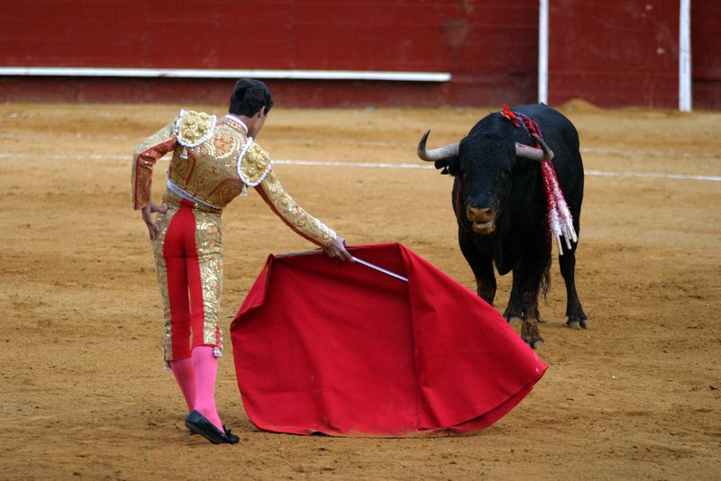 Bullfighting Bulls Hate Red