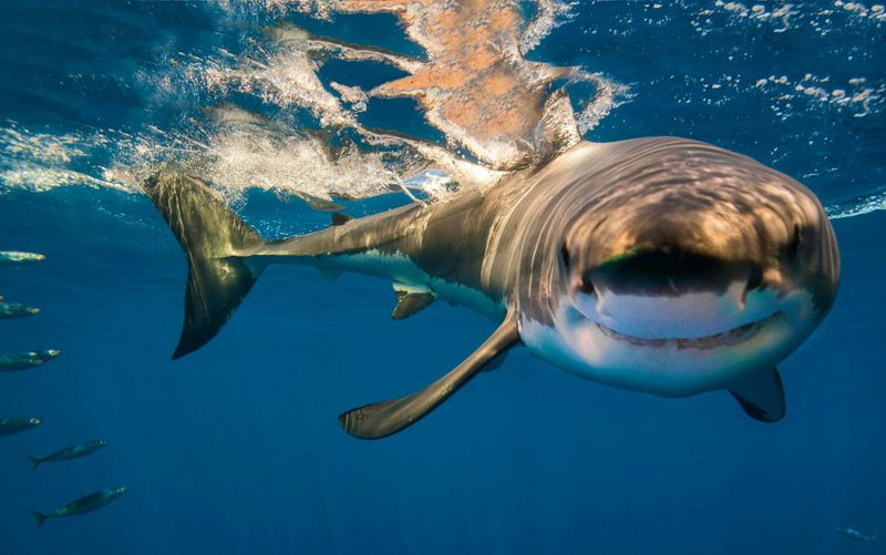 Sharks