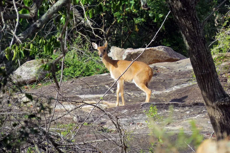 Saola