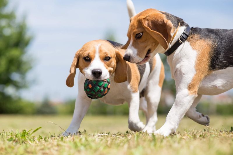 Dogs