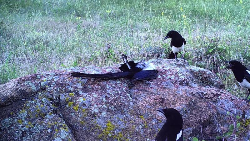 Magpies