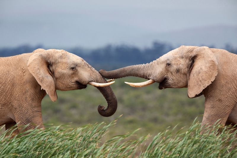 Elephants
