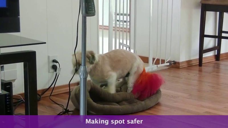 Dogs Spinning Before Lying Down