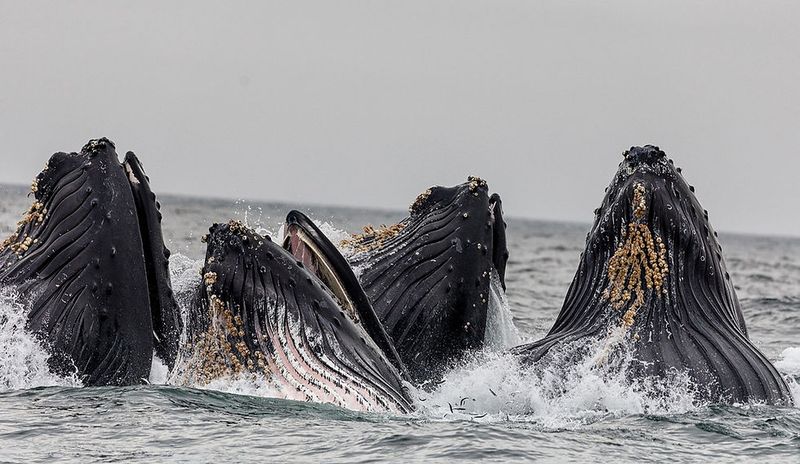 Whales and Social Structures