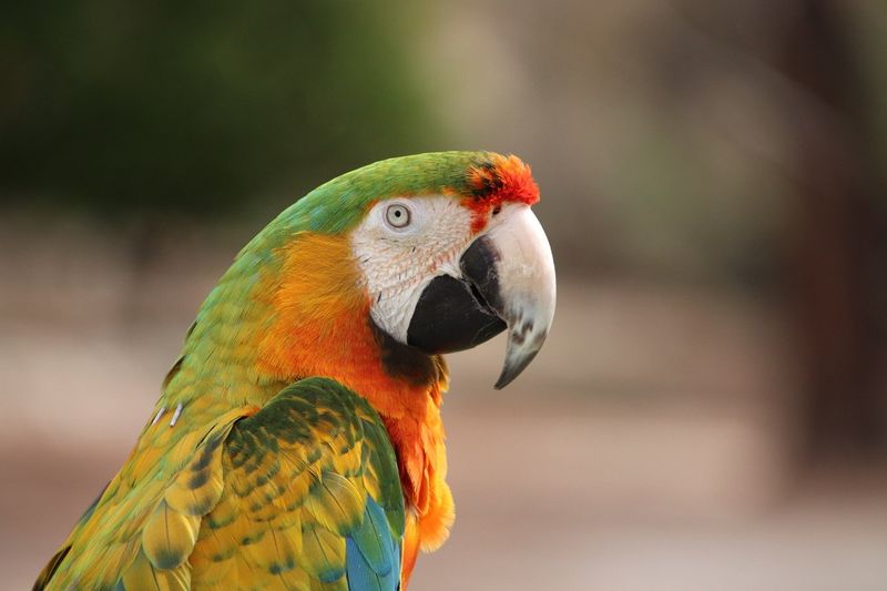 Parrots