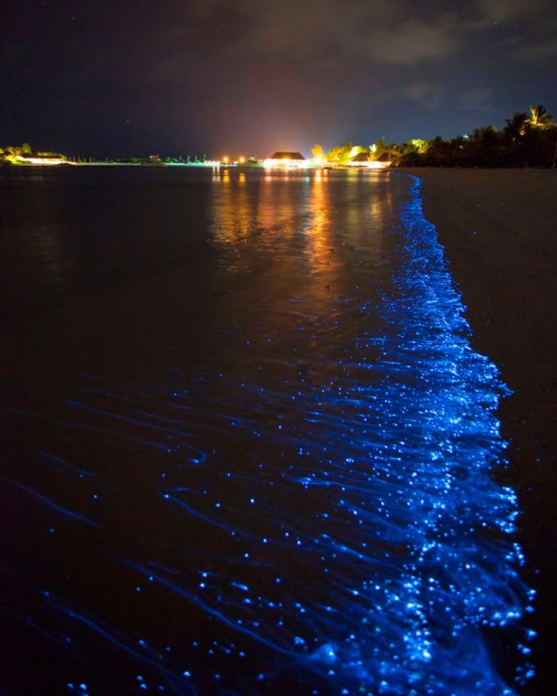 Sea Sparkle (Noctiluca scintillans)