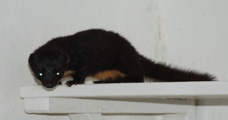 Colombian Weasel