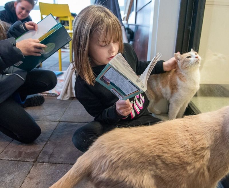 The Magic of Story Time for Cats