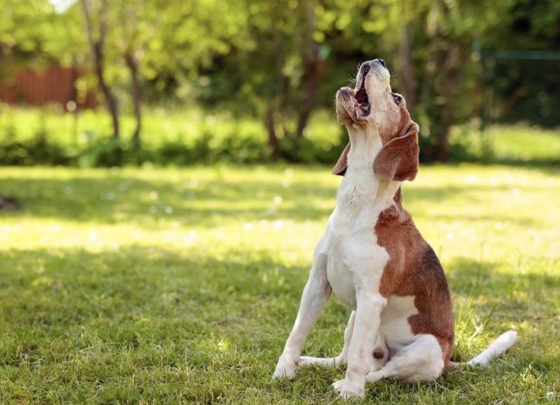 Persistent Barking for Attention