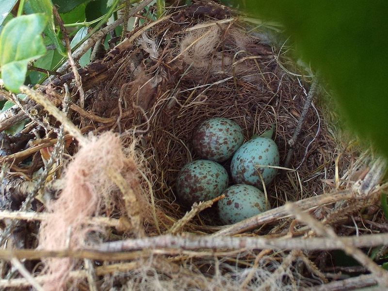 Nest Building