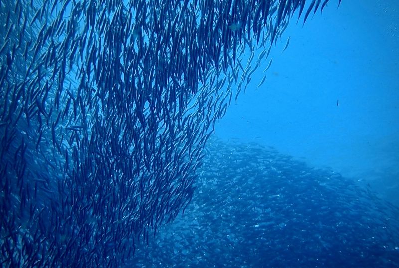 Adaptation Mechanisms