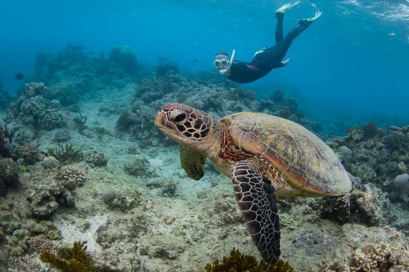 Sea Turtle Conservation Efforts