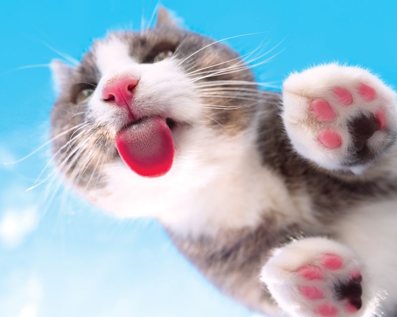 Cultural Views on Cat Grooming