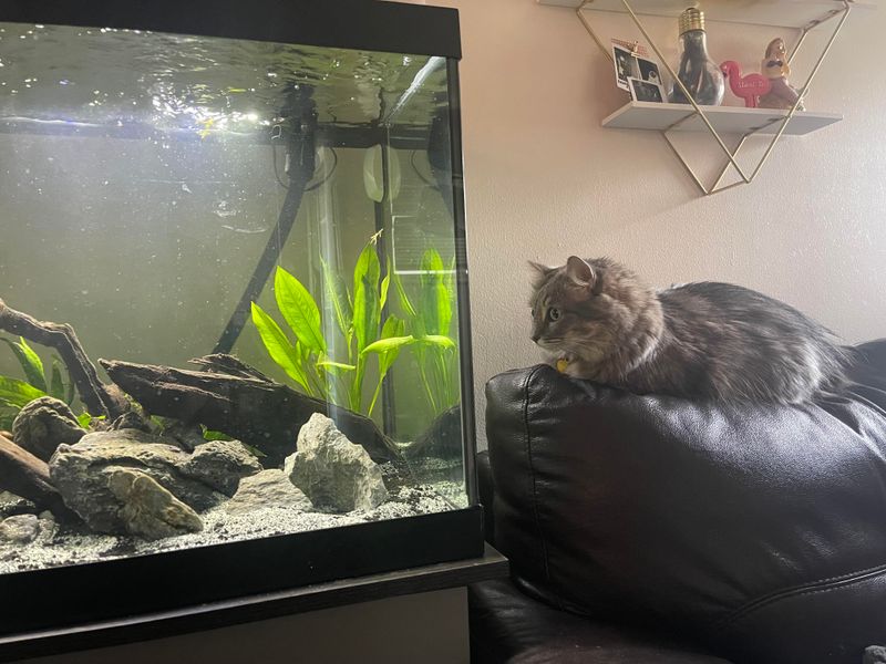 A Living TV for Cats