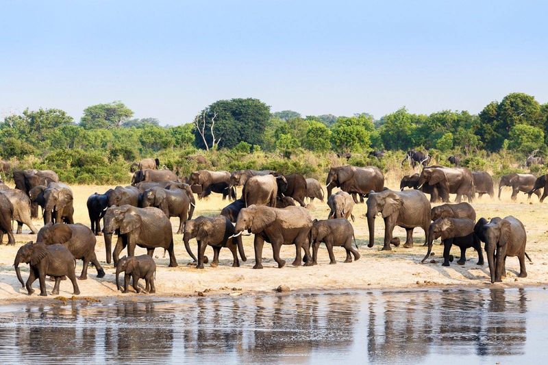 Majestic Elephants