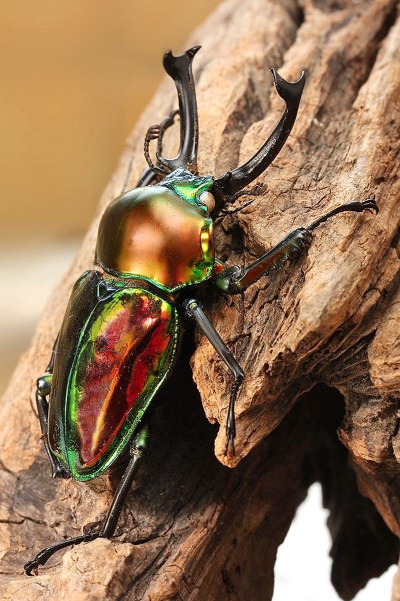 Rainbow Stag Beetle