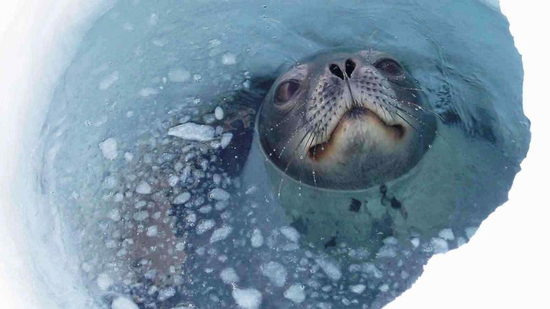 Weddell Seal