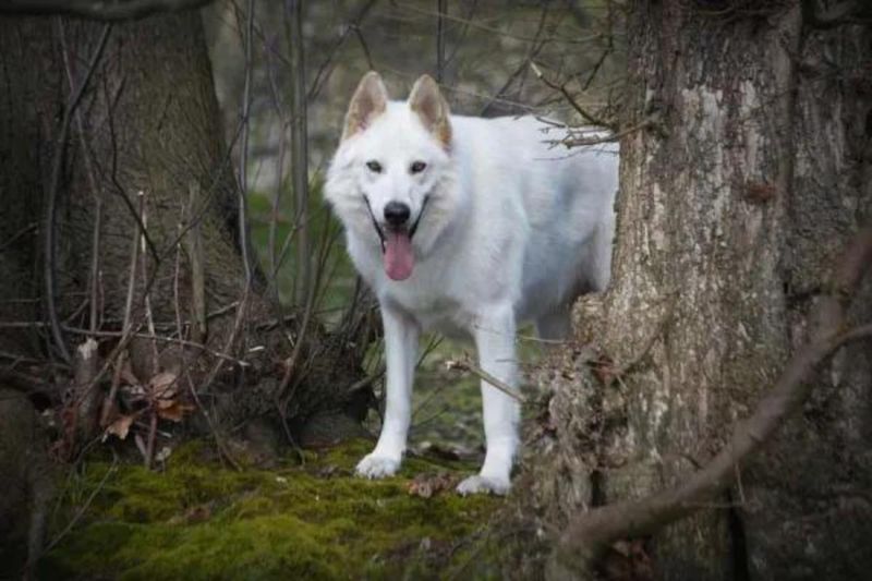 Northern Inuit Dog