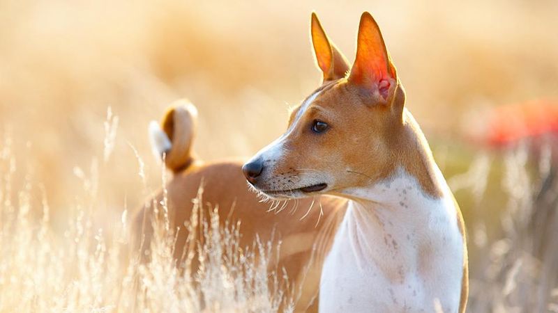 Basenji