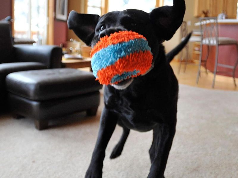 Indoor Fetch