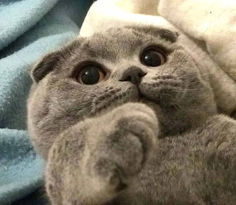 Scottish Fold Cat