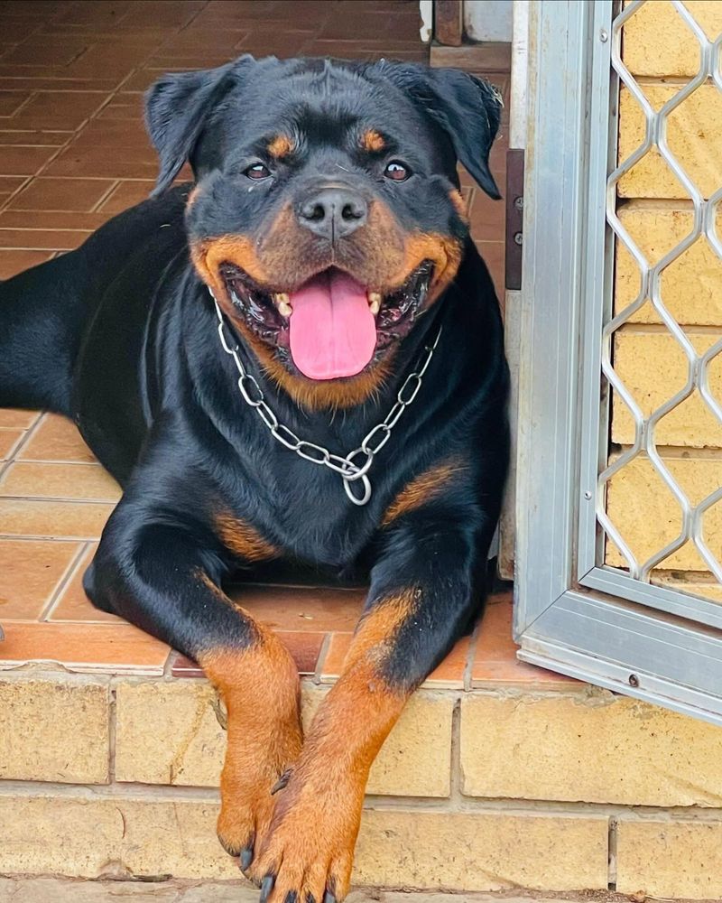 Rottweiler