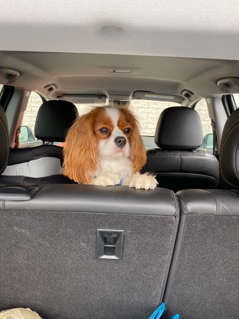 Cavalier King Charles Spaniel