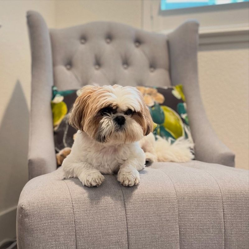 Shih Tzu