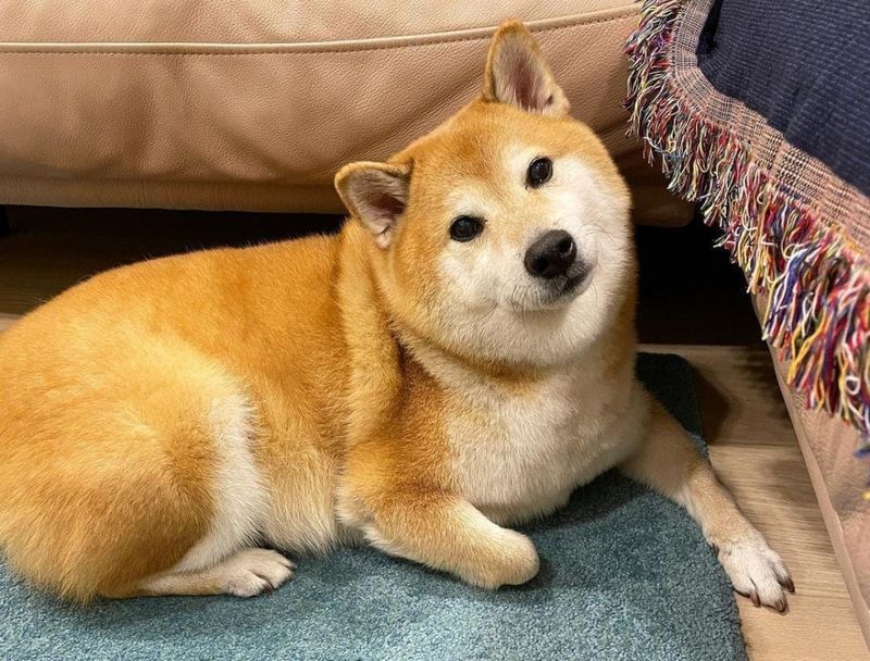 Shiba Inu