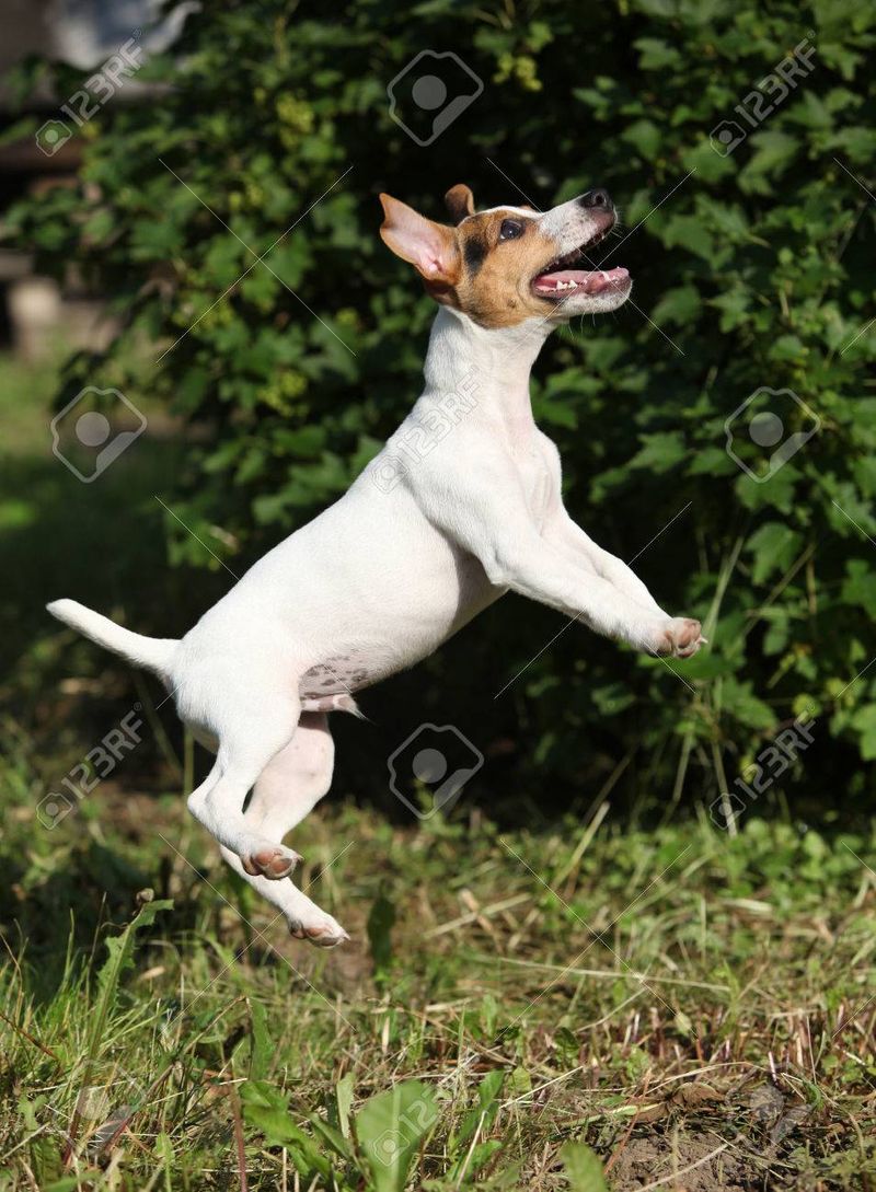 Jack Russell Terrier