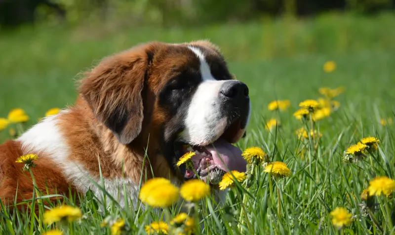 Saint Bernard