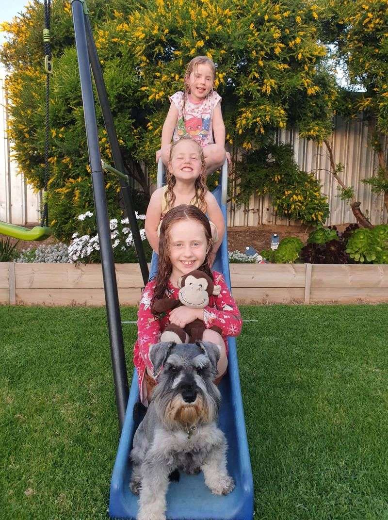 Schnauzer