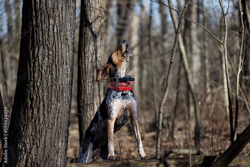 Bluetick Coonhound