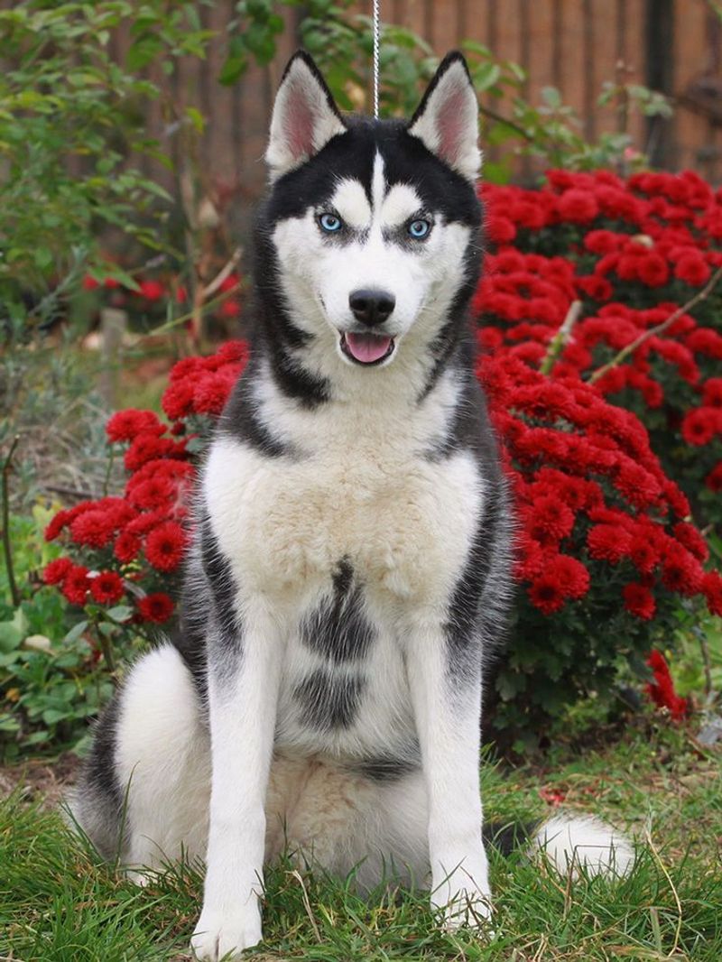 Siberian Husky