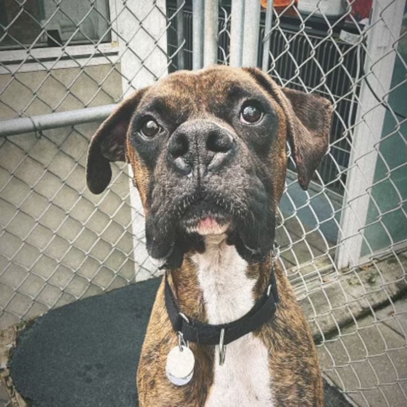 Boxer